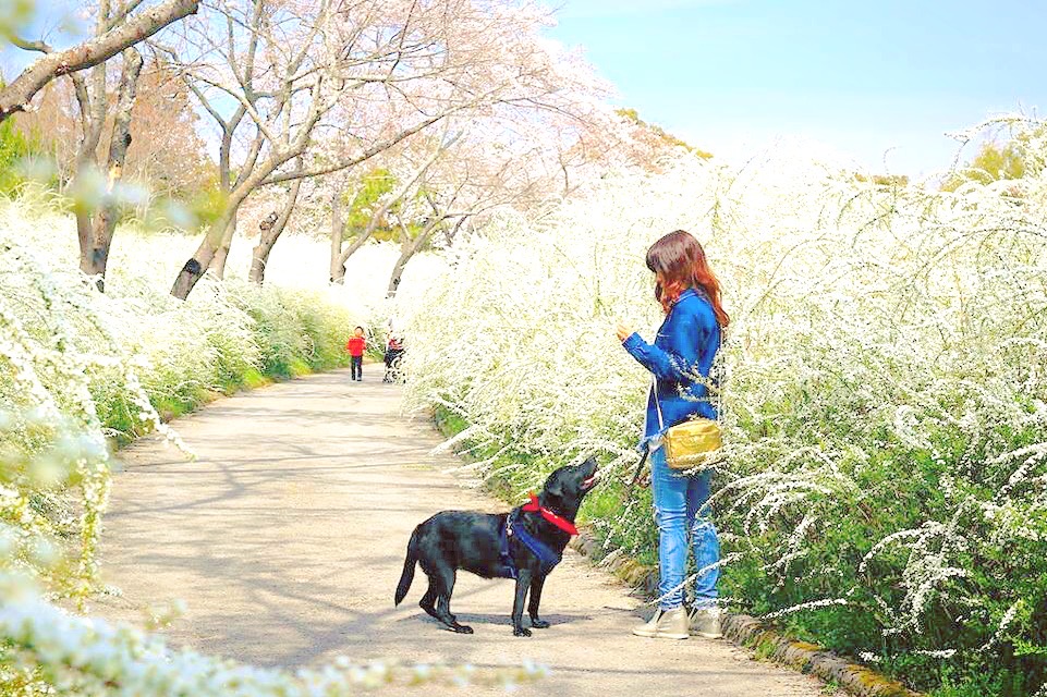 桜とユキヤナギとバニラと