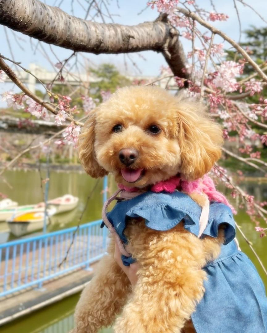 桜嬉しいっ