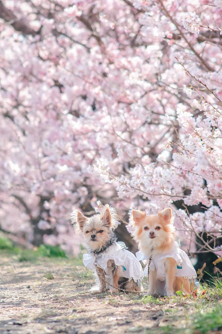 キラキラの春めき桜