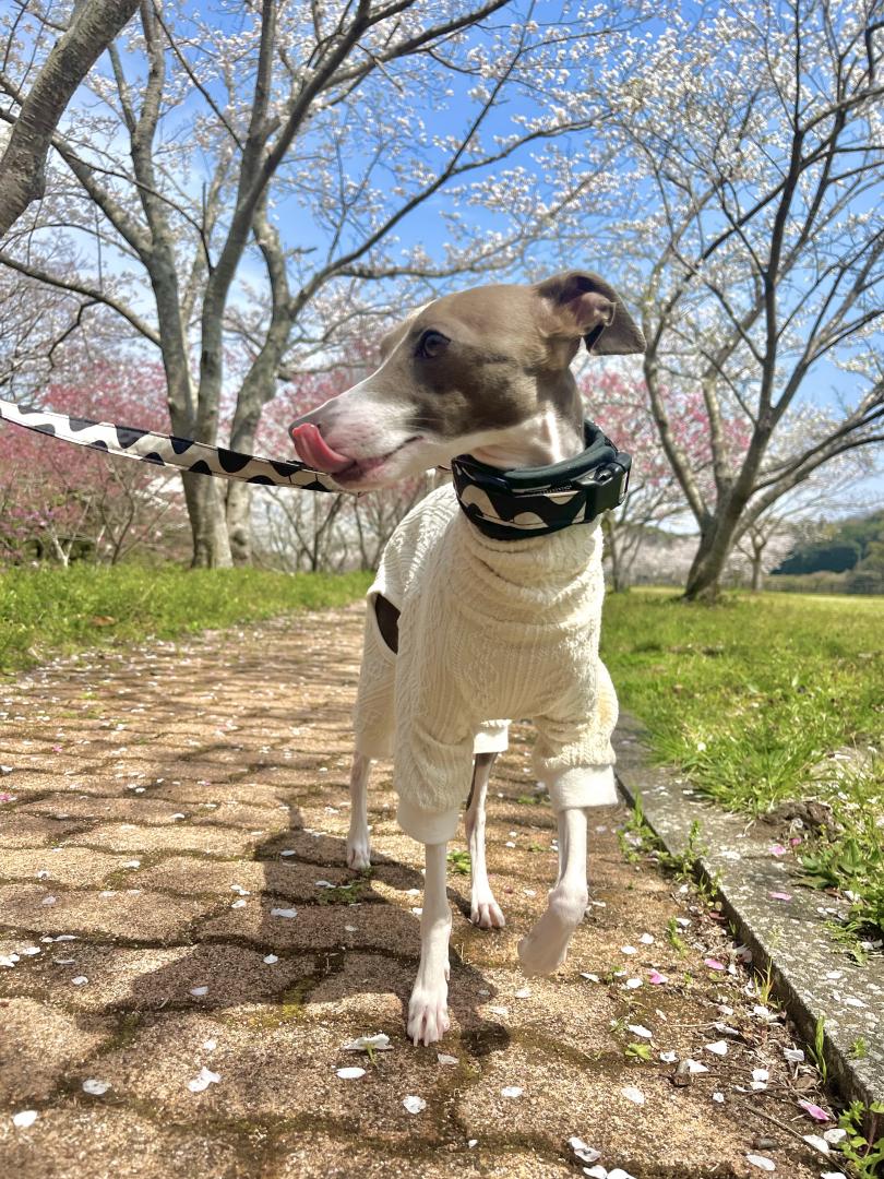 ルンルンお散歩