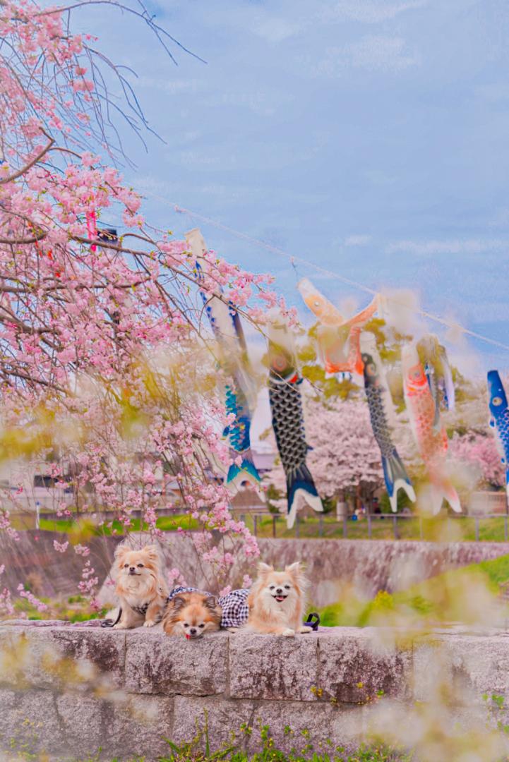 春の空を泳ぐ鯉のぼり