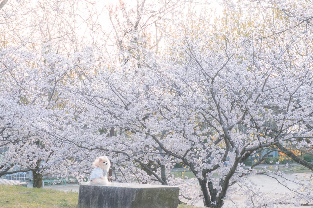 花見から始まる最高の1日