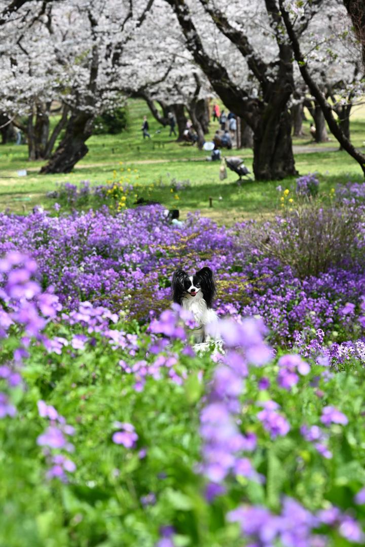 ムラサキハナナと桜