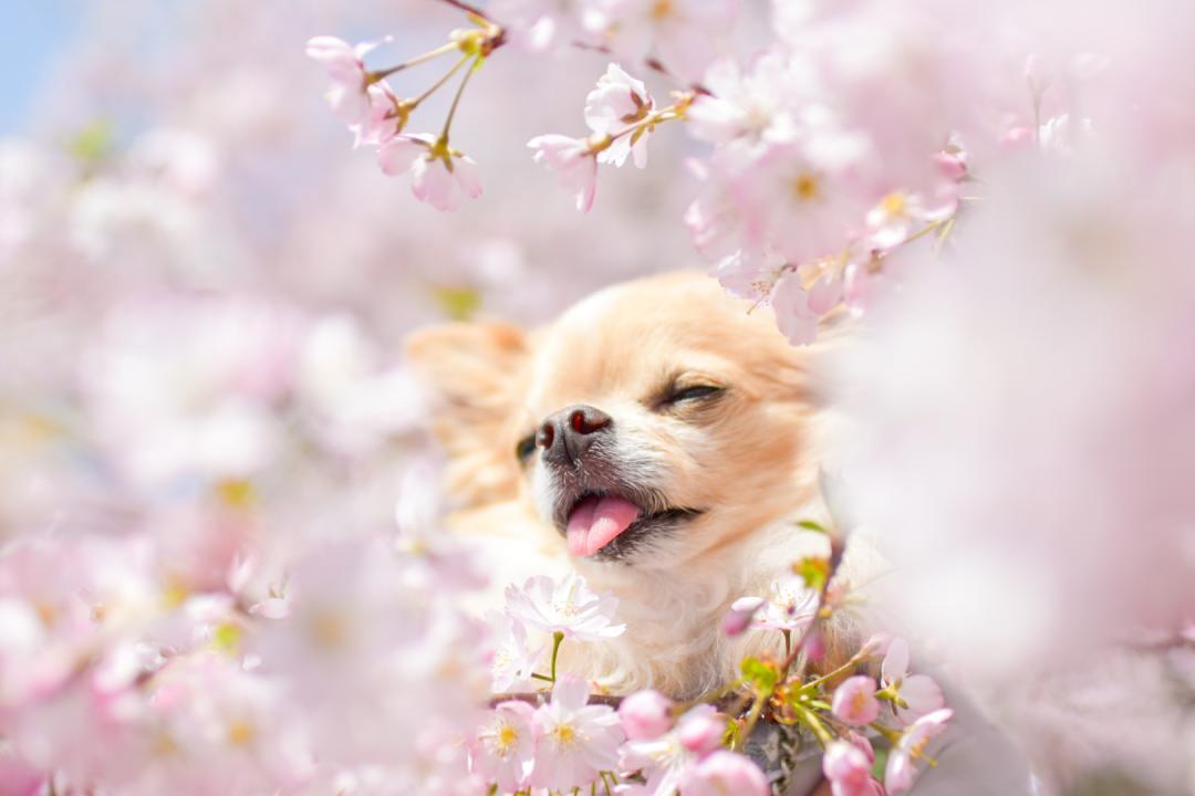 目を瞑って春を感じて...