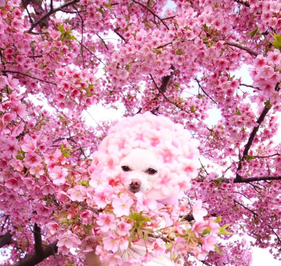 桜トンネル