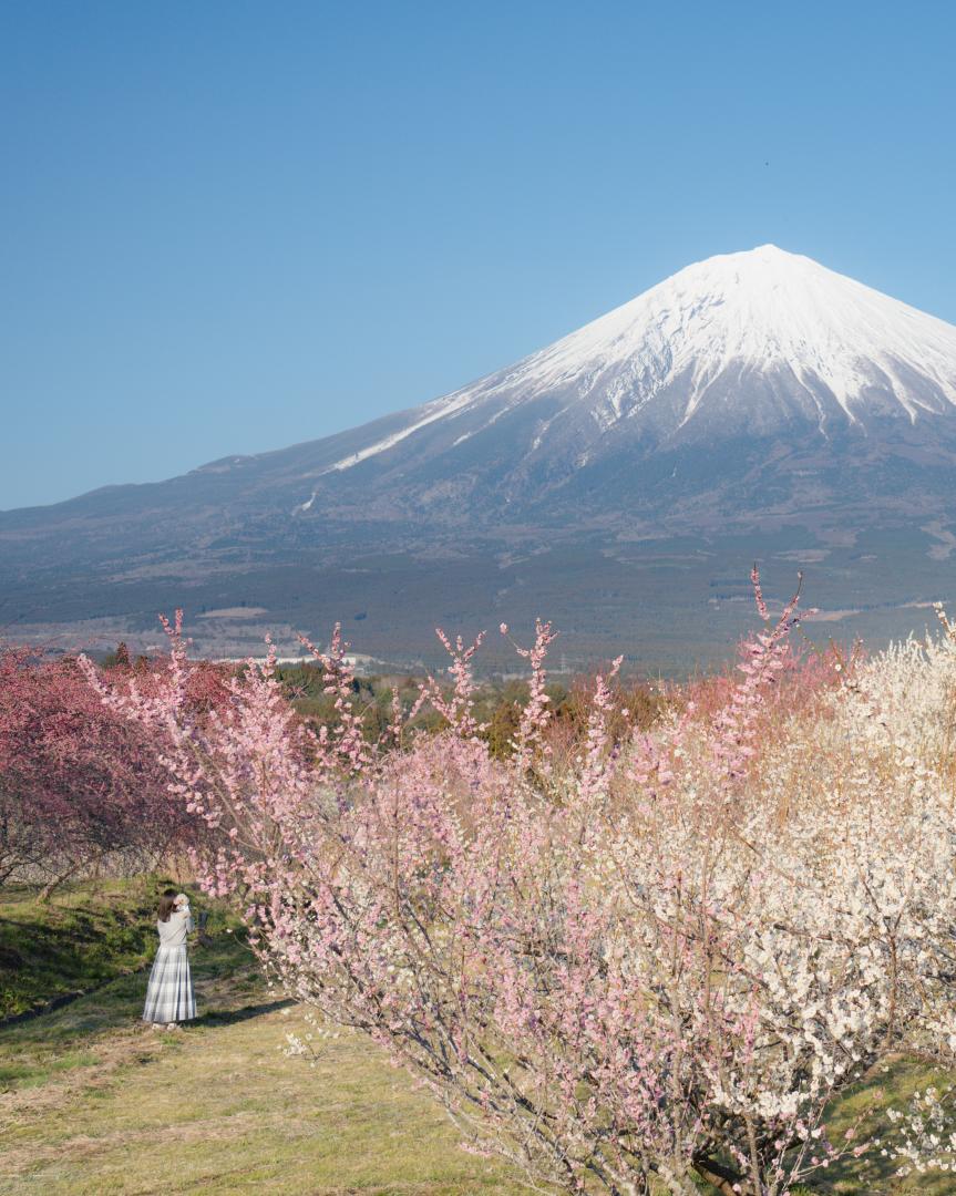春の富士山と梅の花