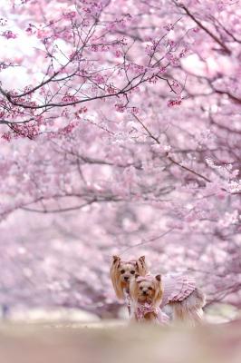 春めき桜
