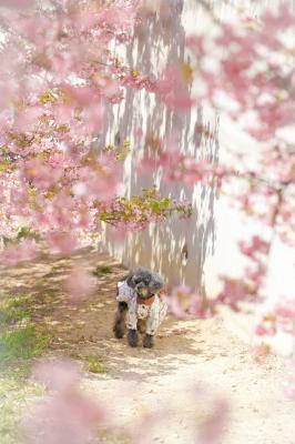 影と桜