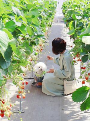 いちご狩り初めまして