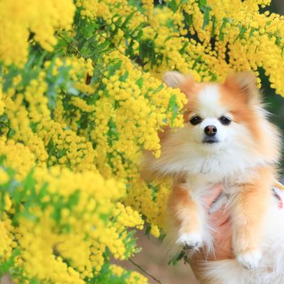ポンポンミモザ