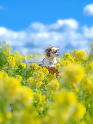 ふんわり黄色い菜の花と青い空