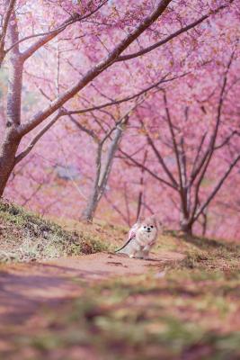 河津桜の丘で