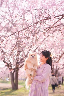 キラキラの桜の下で