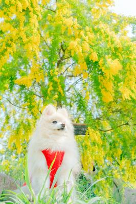 降り注ぐ黄色い滝