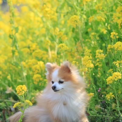 菜の花見つめて