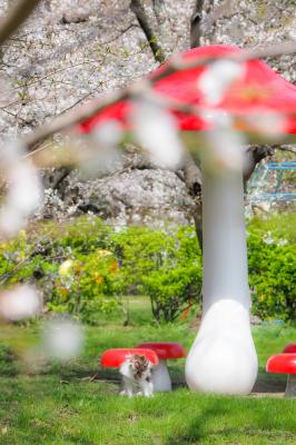 桜まみれのきのこ