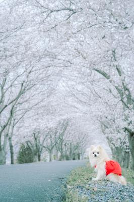 桜のトンネル