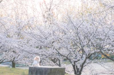 花見から始まる最高の1日