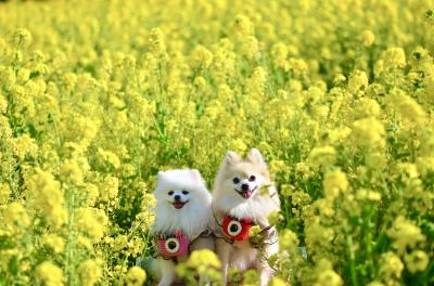 菜の花まみれ