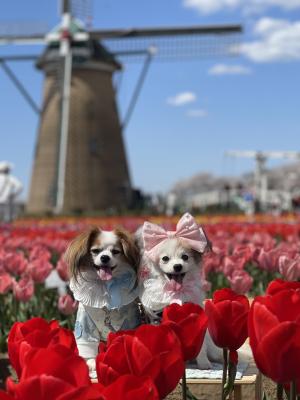春と2人とチューリップ