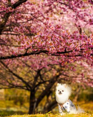 春の風に吹かれて