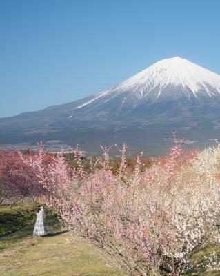 春の富士山と梅の花