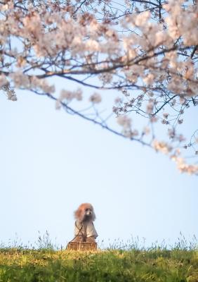朝陽と桜