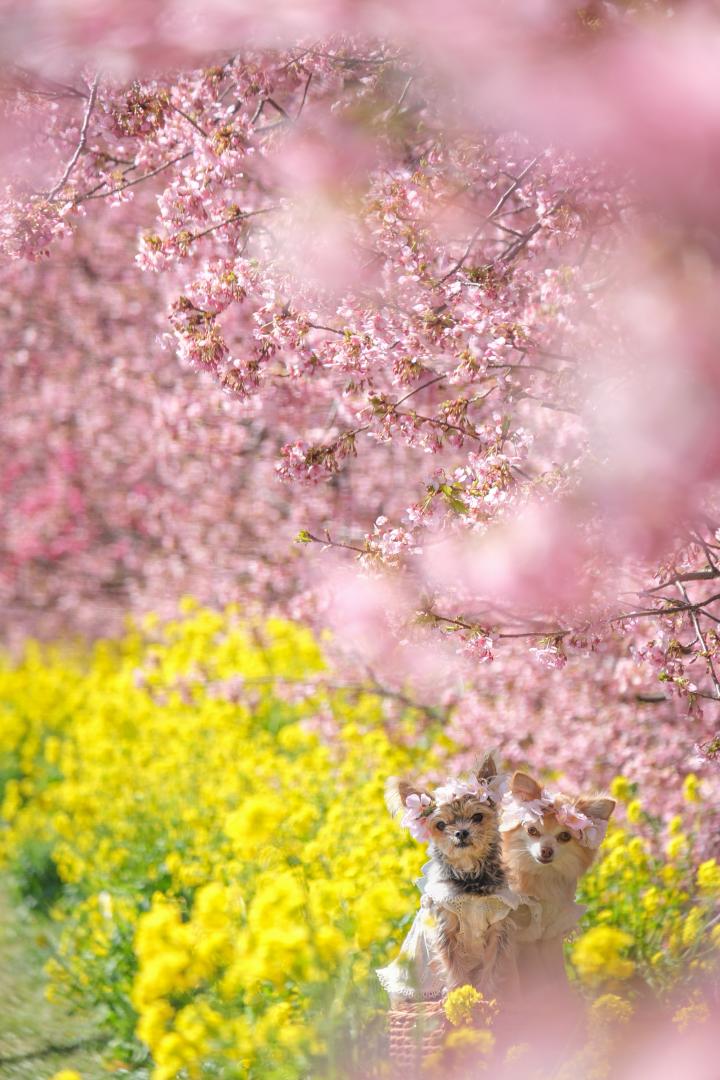 菜の花と河津桜