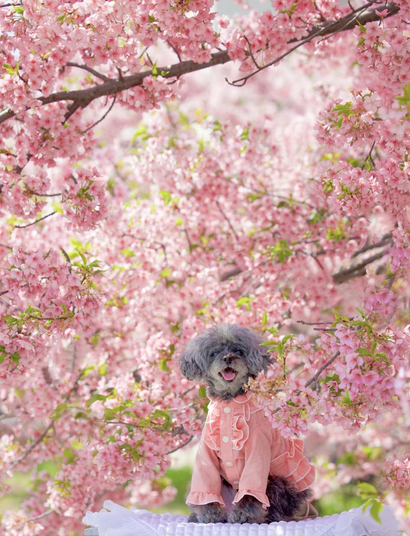 桜満開