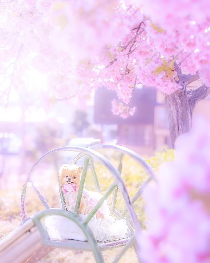 満開の桜と笑顔