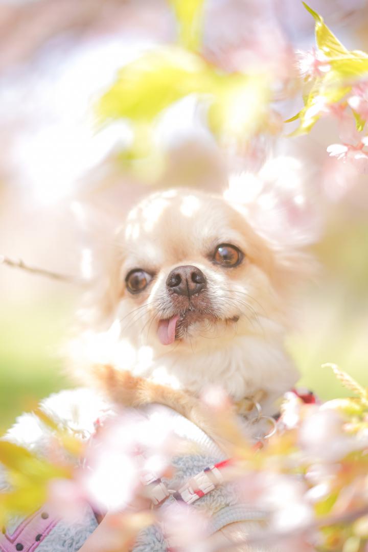 桜に囲まれて