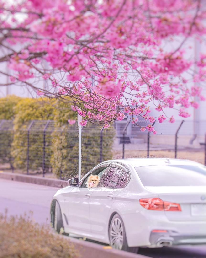 愛犬と愛車と桜