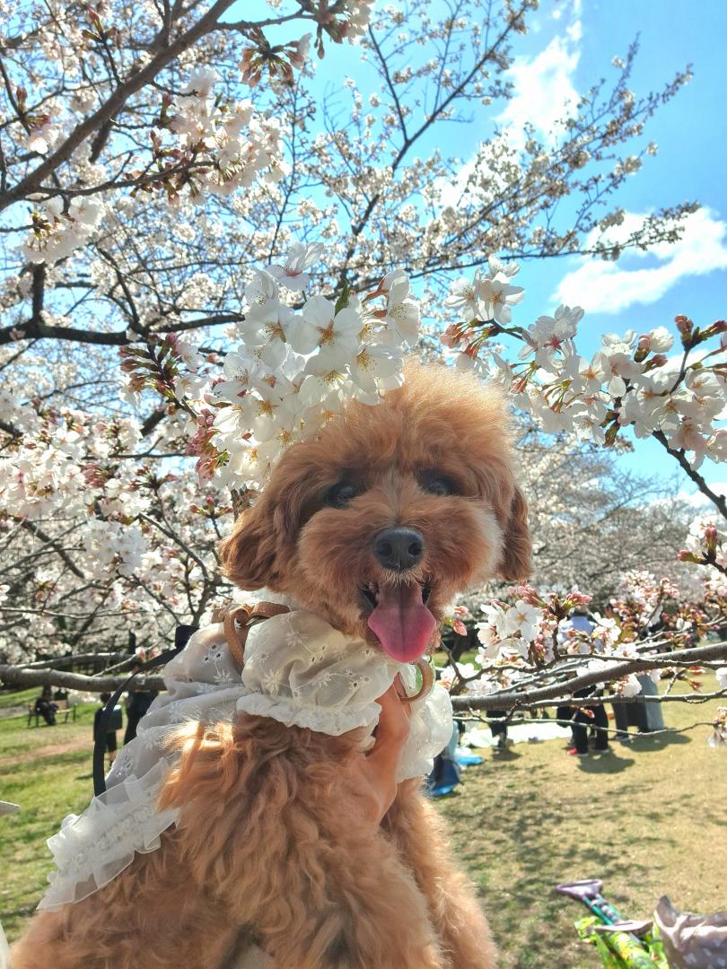 桜と愛犬
