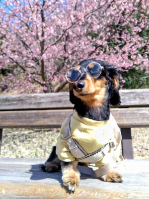 河津桜が眩しいね