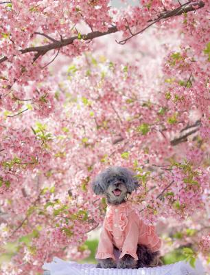桜満開