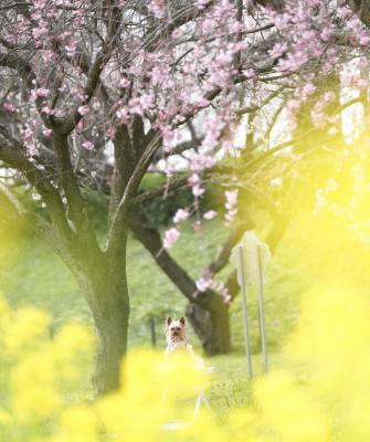 そらと菜の花と桜