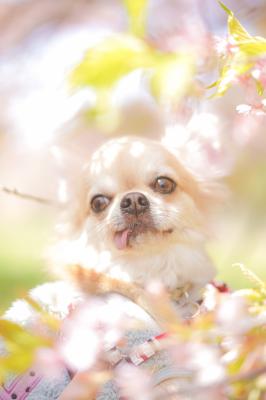 桜に囲まれて