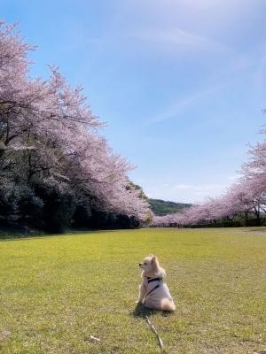 満開の桜を独り占め