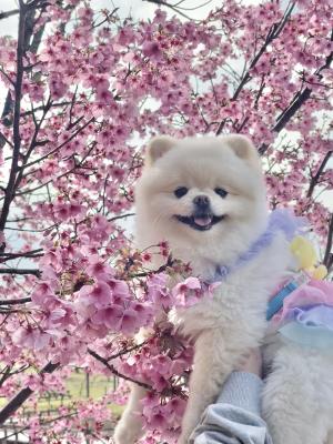 桜とルビたん