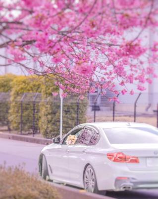 愛犬と愛車と桜