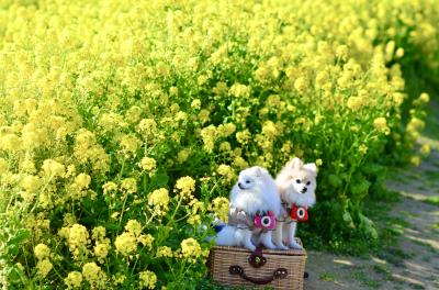 黄色と緑のコントラスト