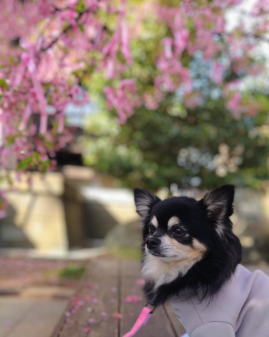 河津桜
