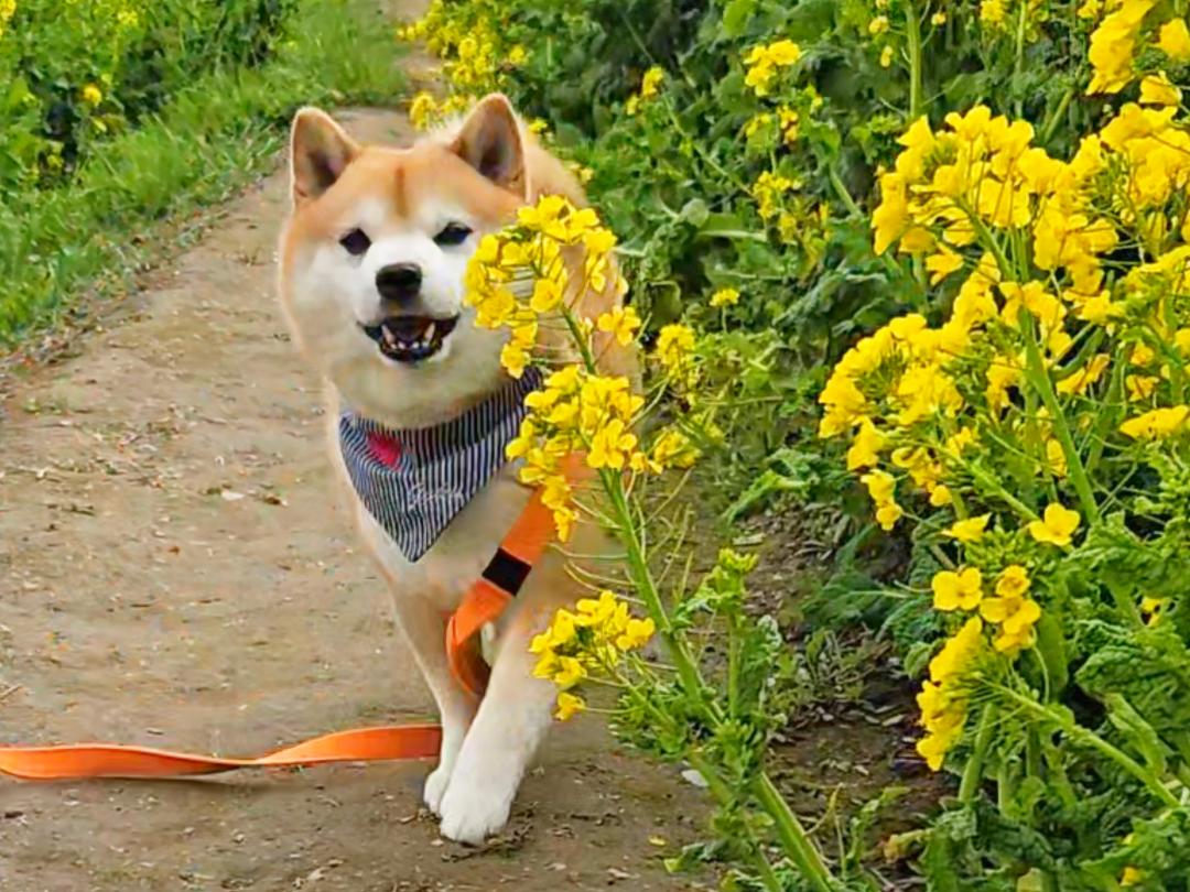 春を見つけたよ！