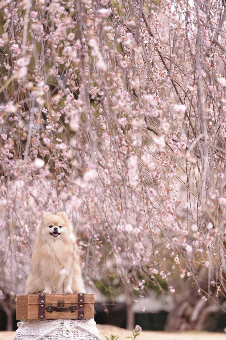 枝垂れ梅のシャワー