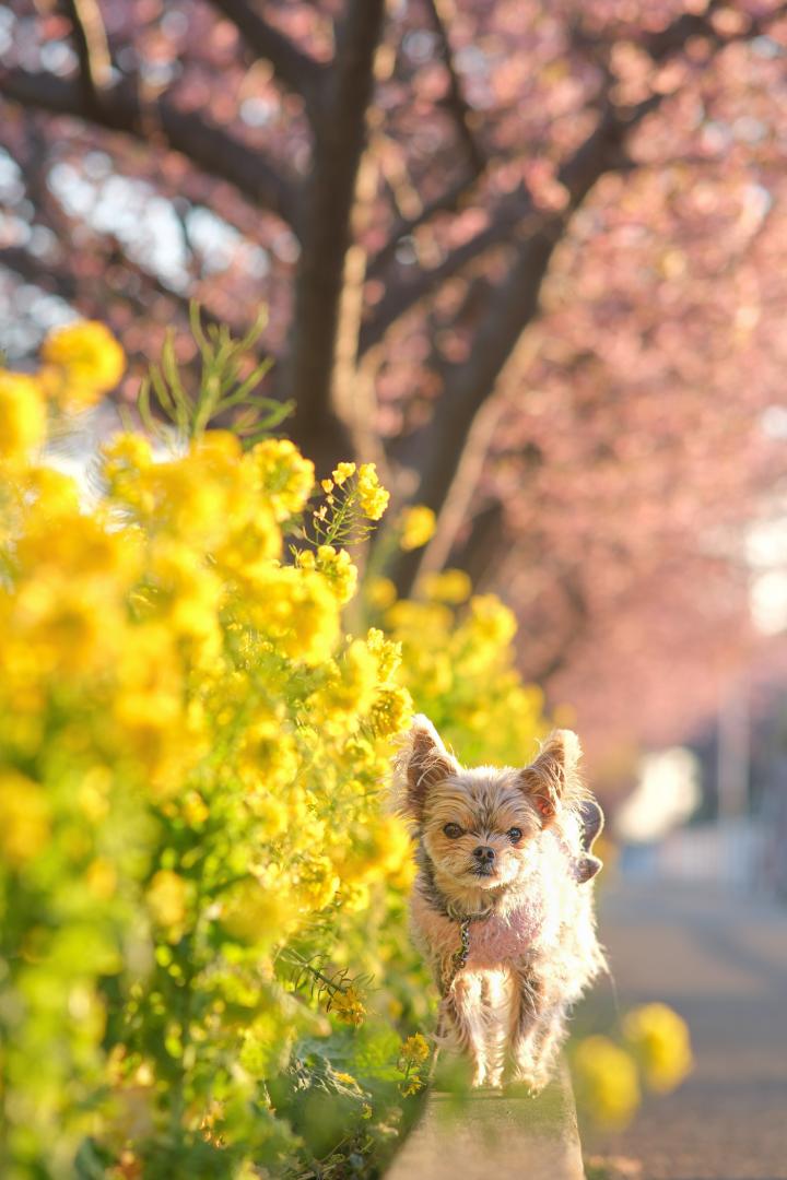 朝陽に染まる菜の花と河津桜