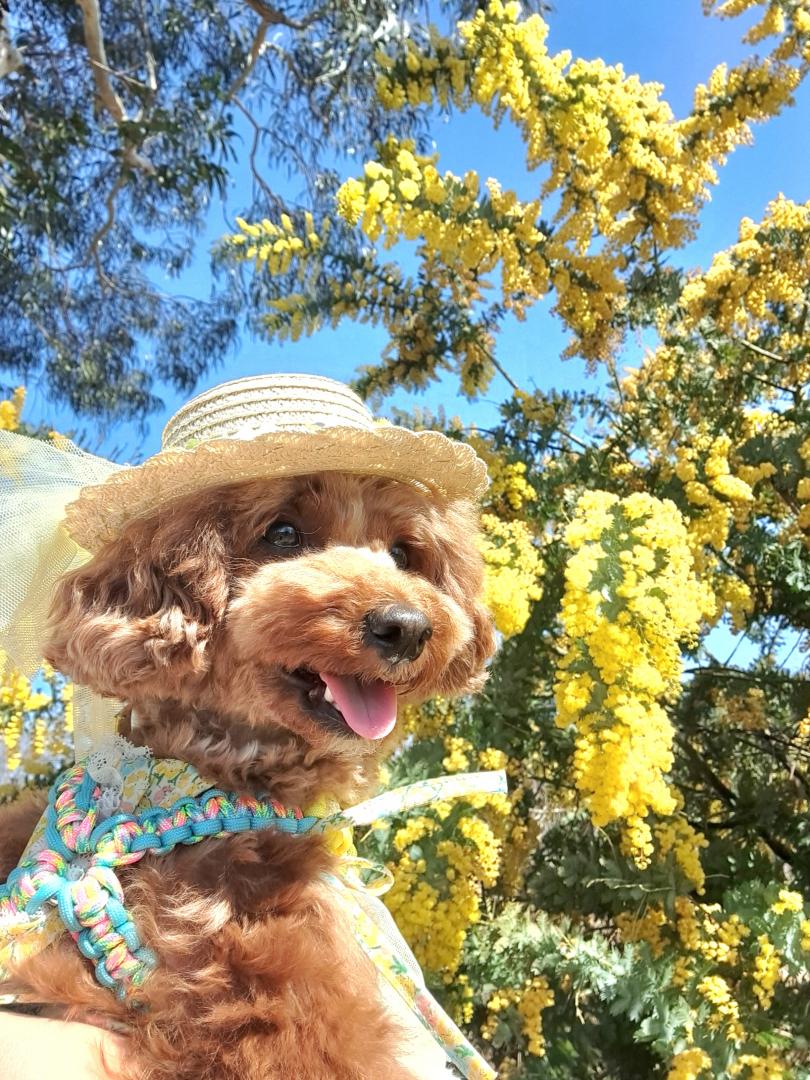 ミモザと愛犬