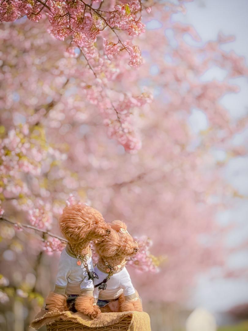 河津桜
