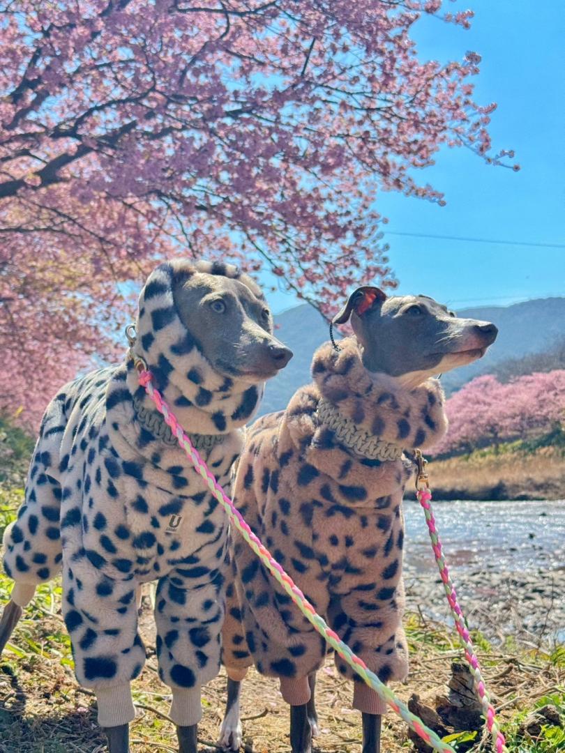 春の始まり