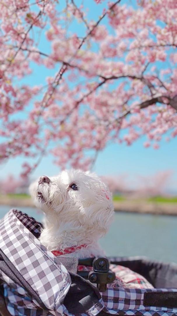 春が来たね