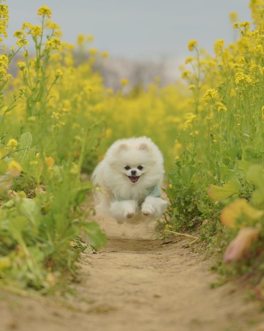 飛行犬